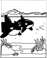 A coloring page of sea animal